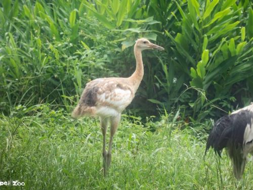 四年等待迎來新生命，臺北動物園丹頂鶴寶寶滿60日齡，成長模樣天天都有驚喜